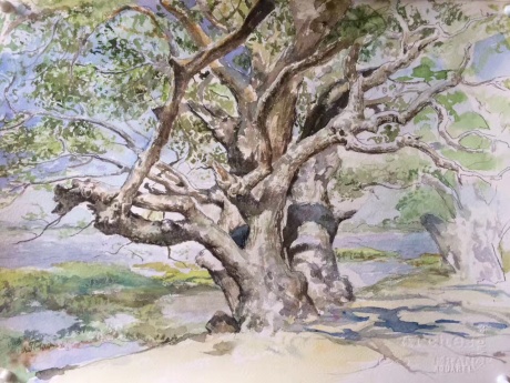 斯里兰卡的榕树