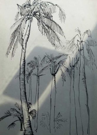 海口大街上的棕榈树