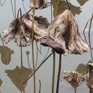黄易锋