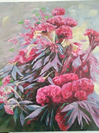 鸡冠花