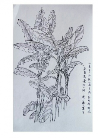 翠绿芭蕉