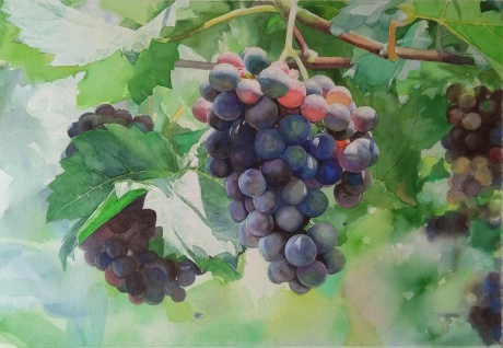 正午当阳的葡萄—1