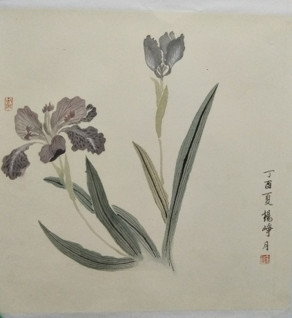 鸢尾