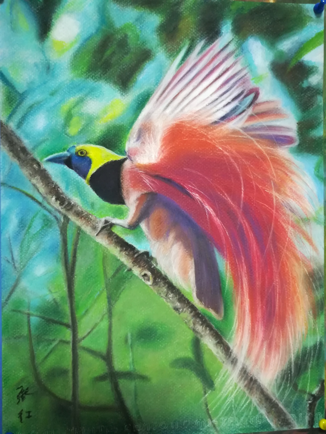 红羽极乐鸟