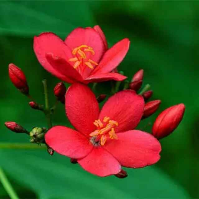 HyLL